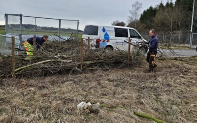 Für Natur- und Artenschutz: Anlegen einer Benjeshecke